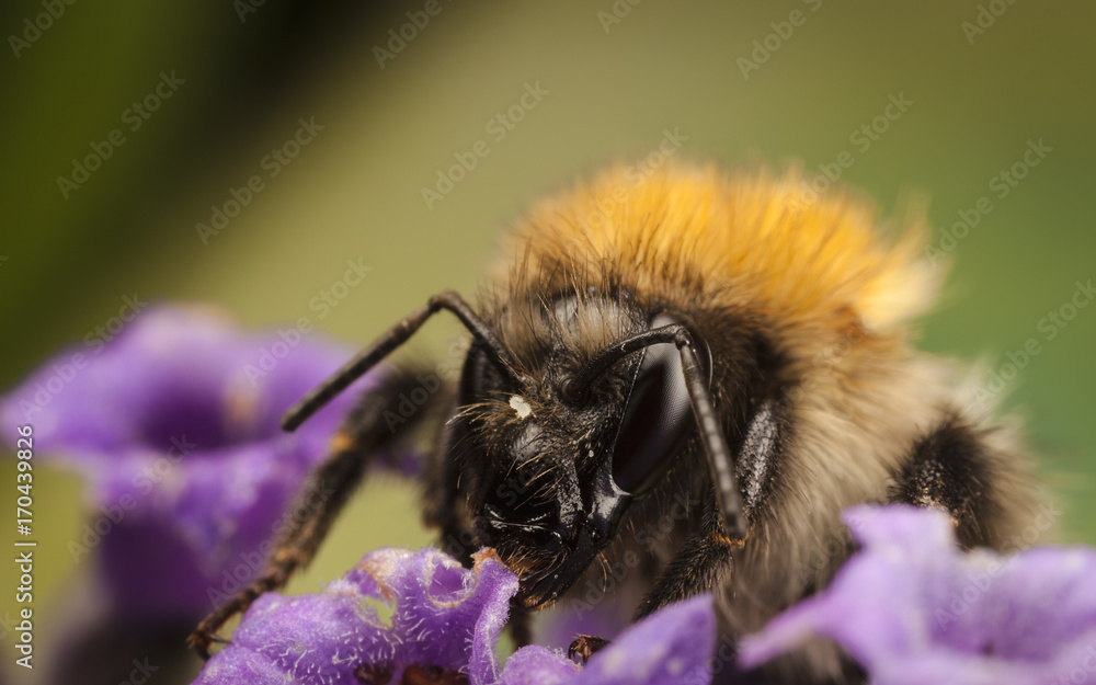 Bumblebee, Common Carder Bee, Bombus pascuorum Bumblebee, Common Carder Bee, Bombus pascuorum