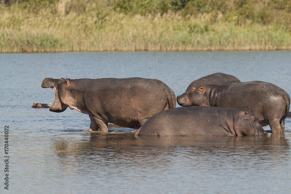 HIPPOPOTAMUS AMPHIBIUS, South Africa HIPPOPOTAMUS AMPHIBIUS, South Africa