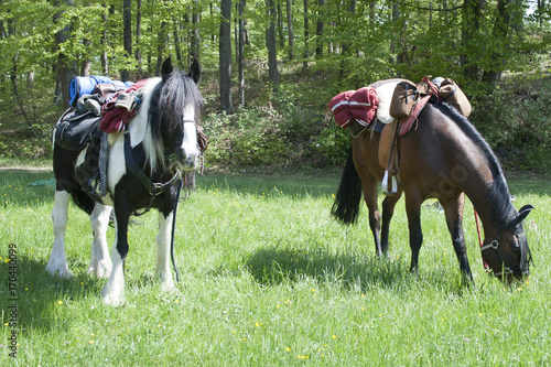 Trekking horses