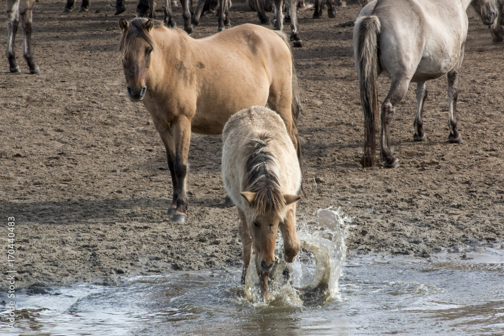 Fototapeta premium Wild horse of Duelmen foal playing