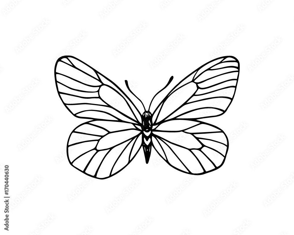 Hand drawn butterfly Hand drawn butterfly