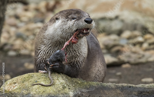 Otter