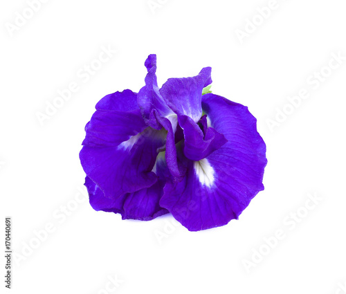 blue pea flower or butterfly pea flower isolated on white background photo