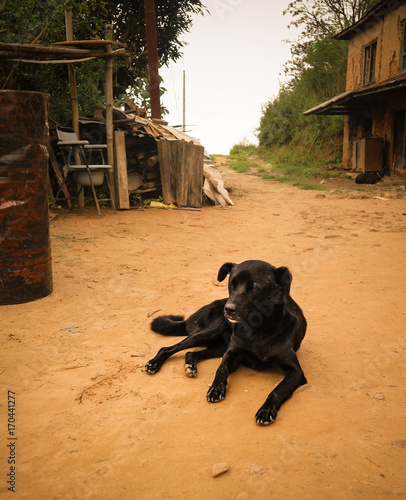 Lonely black stray dog resting on the ground in Kathmandu village, Nepal.