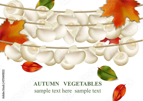 Autumn vegetable Mushroom background Vector realistic illustration