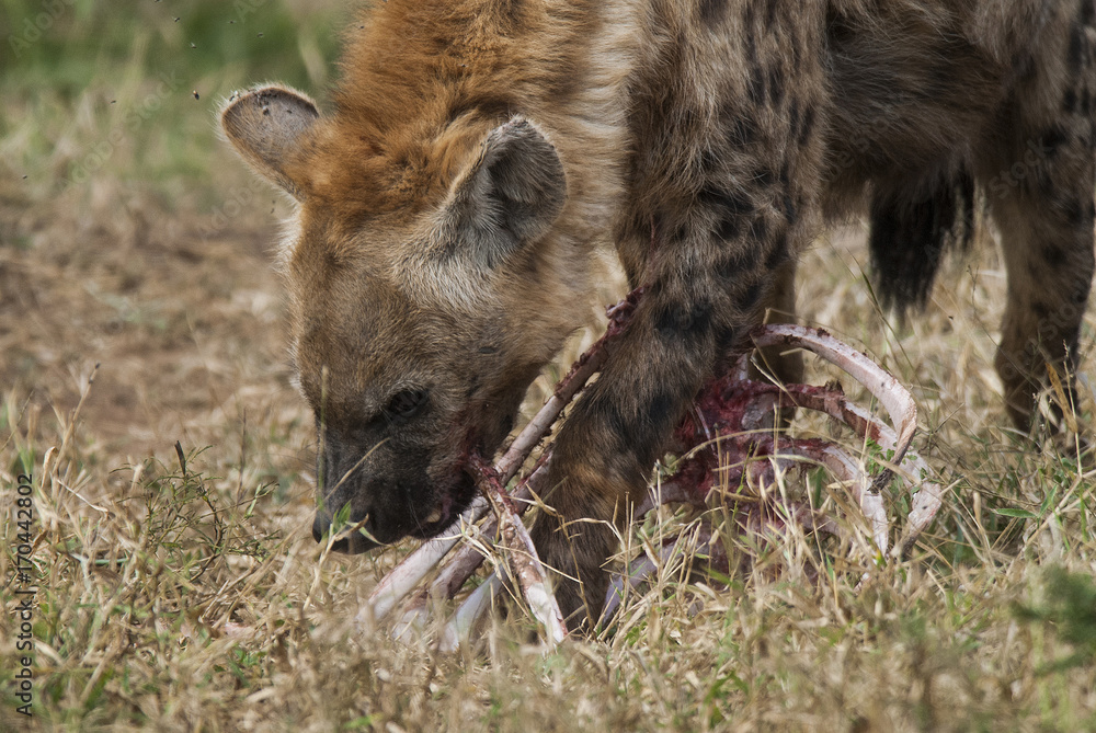 Hyena South Africa Hyena South Africa
