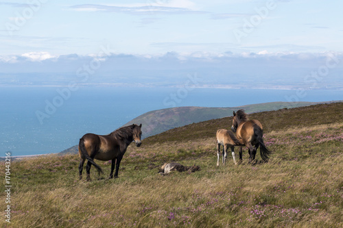 Exmoor pony herd