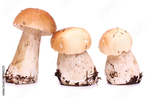Wild mushrooms for eating on white background