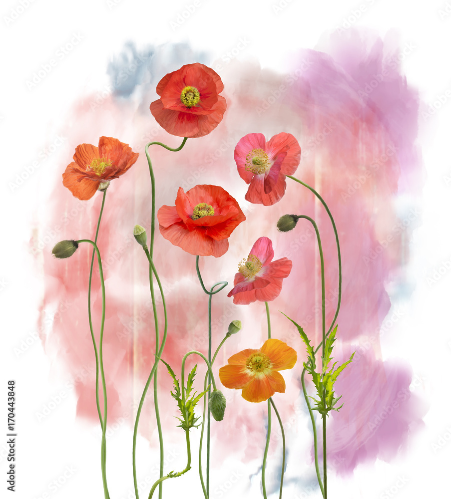 Obraz Akwarela kwiatów maku