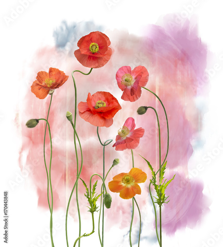 Obraz na płótnie Akwarela kwiatów maku