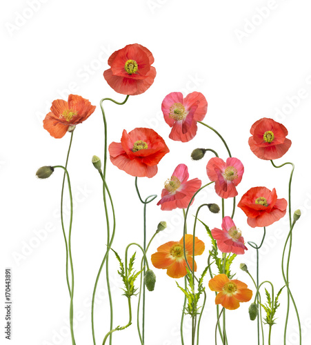 Fototapeta Naklejka Na Ścianę i Meble -  Poppy Flowers watercolor