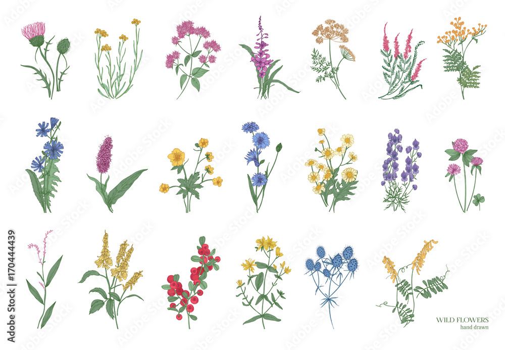 Collection of beautiful wild herbs, herbaceous flowering plants