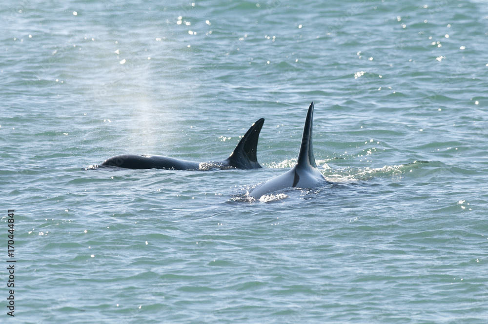 Fototapeta premium Orca Patagonia , Argentina