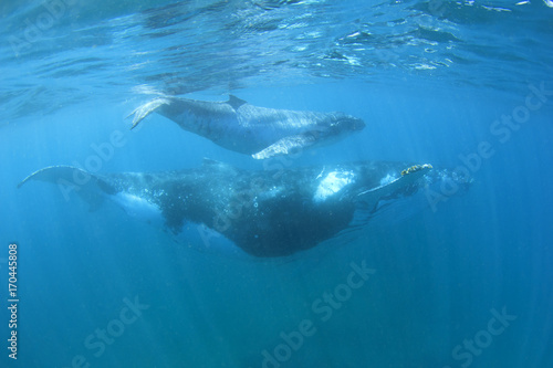 Humpback Whales mother and calf © Richard Carey