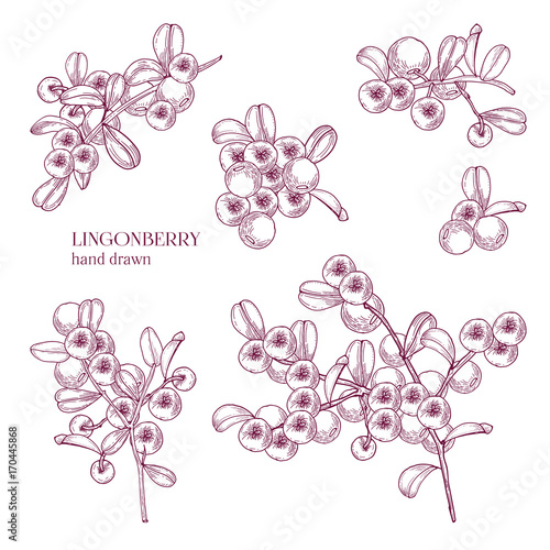 Beautiful monochrome drawing of arctic lingonberry isolated on white background. Ripened boreal forest berries drawn in retro etching style. View from different angles. Natural vector illustration.