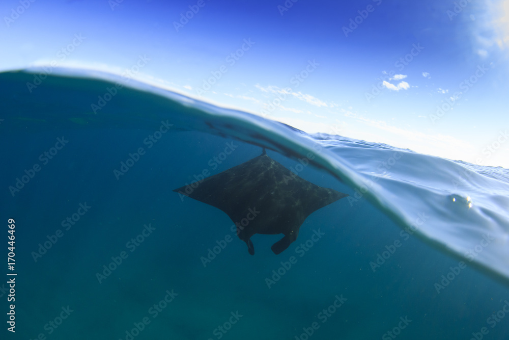 Fototapeta premium Płaszczka