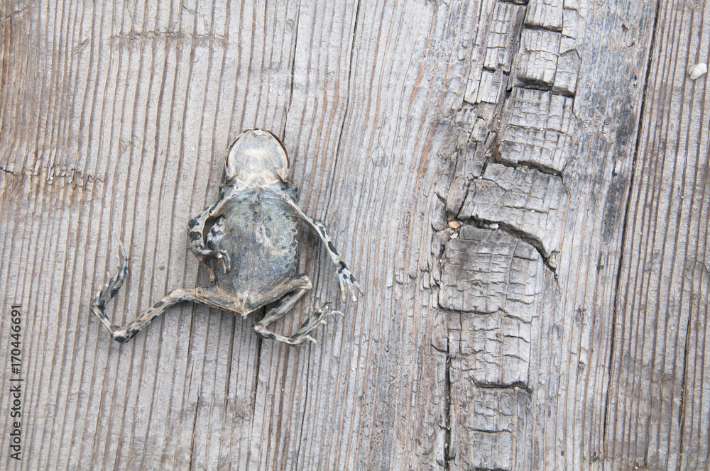 Obraz premium Dead frog on board