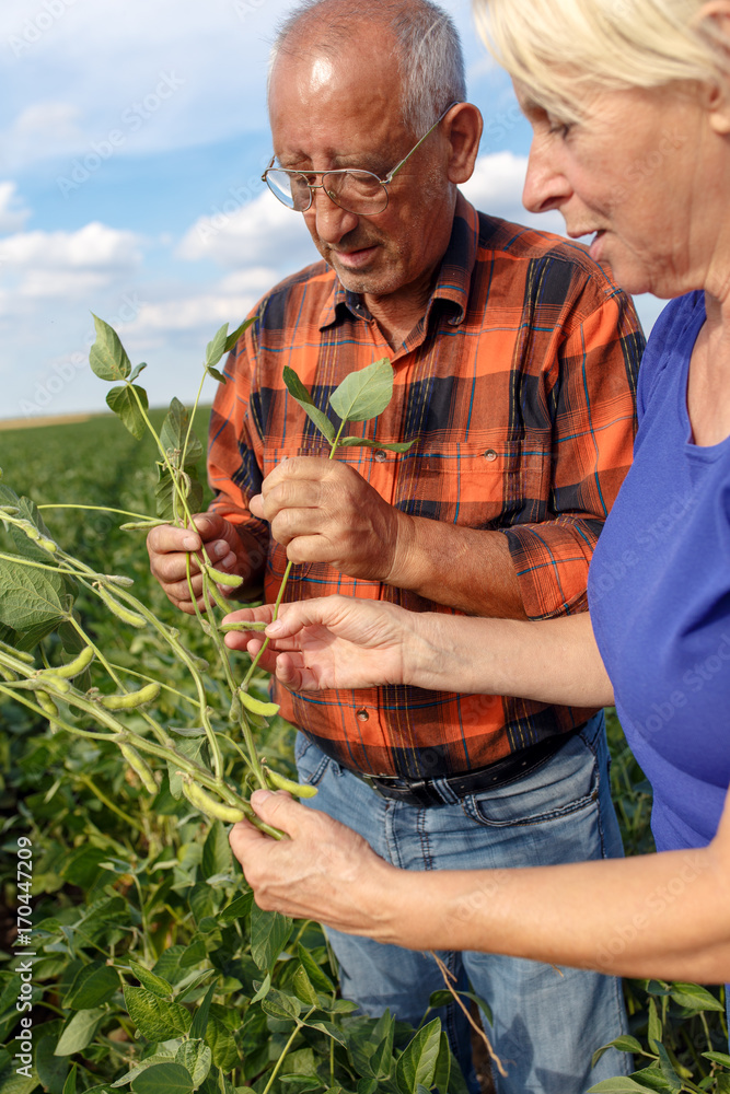 Fototapeta premium Senior couple working in soybean field and examining crop.