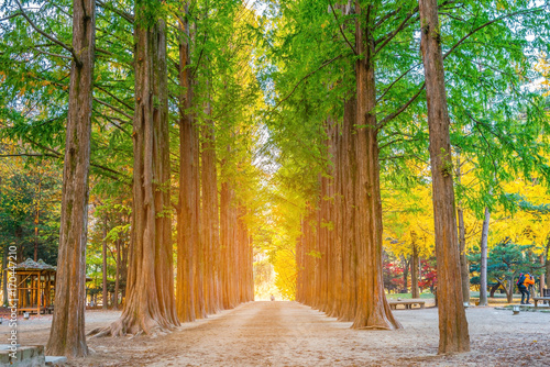Row of green trees in Nami Island, Korea.