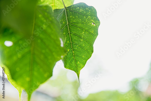 Tableau sur toile Green leaf of Buddha Pho leaf  Bothi leaf or Bho leaf in Thailand temple