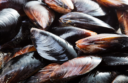 Black mussels background