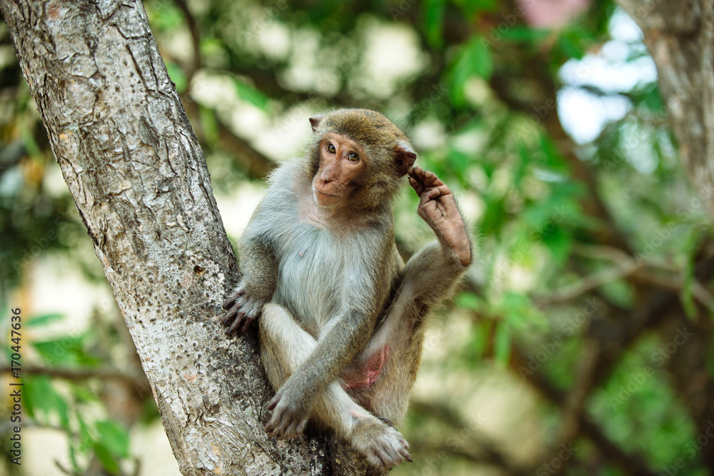 monkey portrait monkey portrait