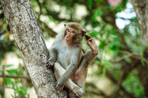monkey portrait © YARphotographer