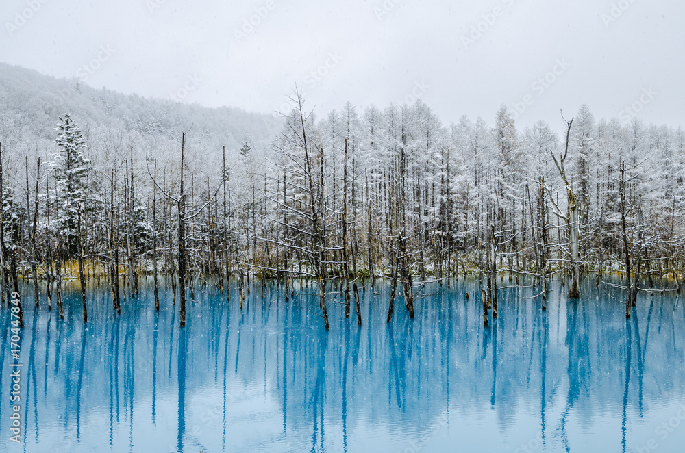 Naklejka premium Blue Pond is a man-made water feature in Biei, Hokkaido, Japan. It is one of the world most beautiful pond and offer different view for each season. The pond opened at 2010 and become tourism hotspot.