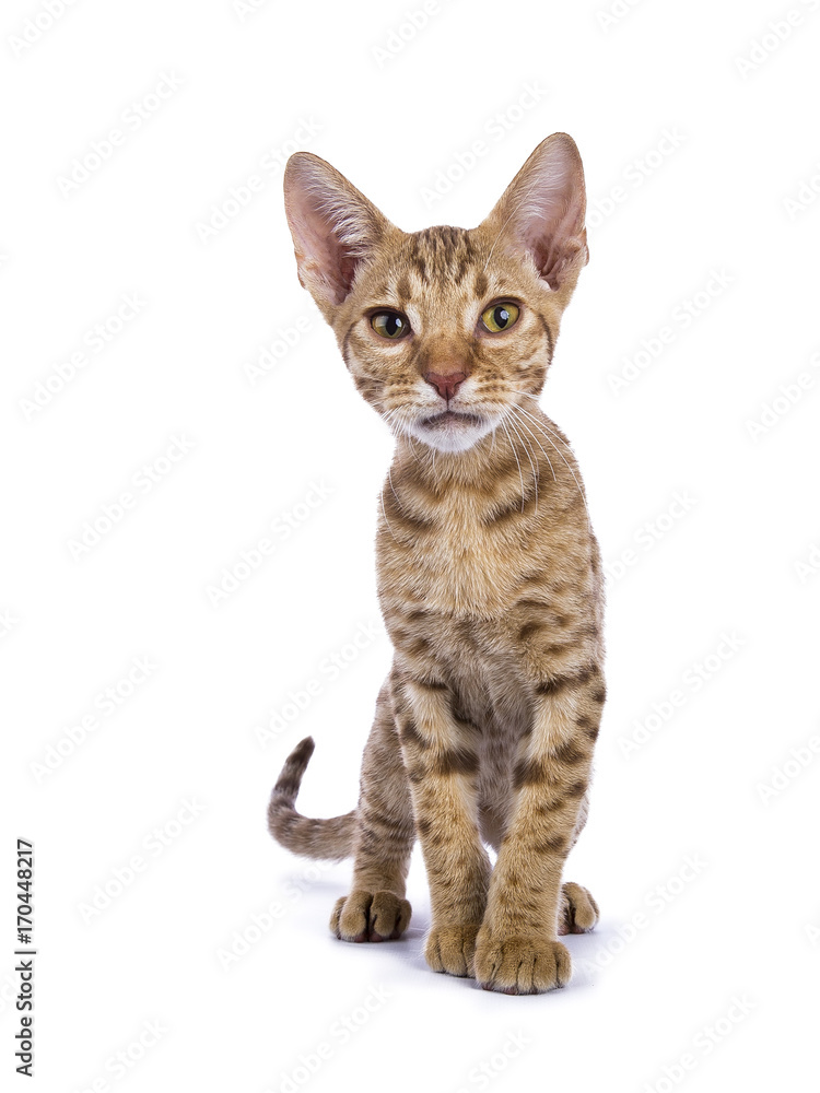Ocicat kitten looking curious in the lens isolated on white background
