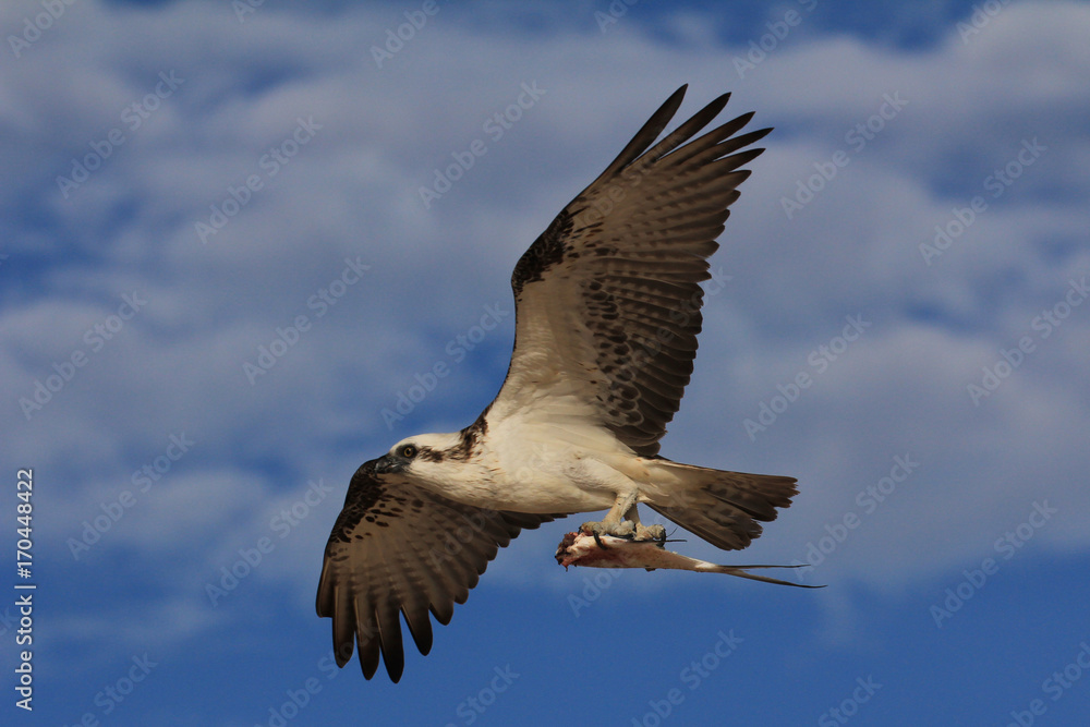 Obraz premium Osprey in flight carrying fish
