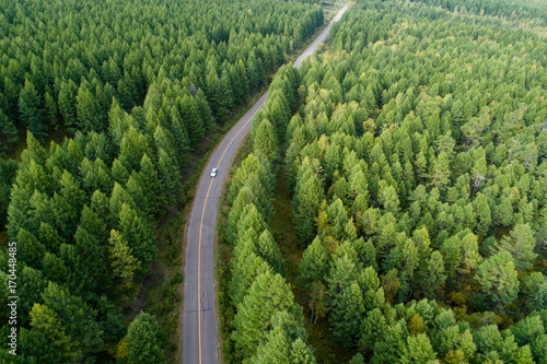 aerial shot of trail in forest landscape