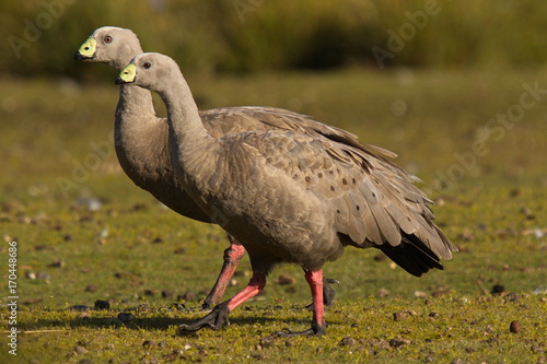 Cape Barren Goose