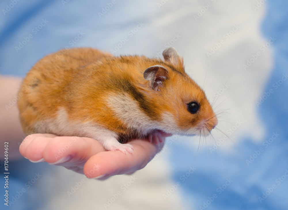 Funny cute Syrian hamster sitting on a human hand (against a bright blue  background) Stock Photo | Adobe Stock
