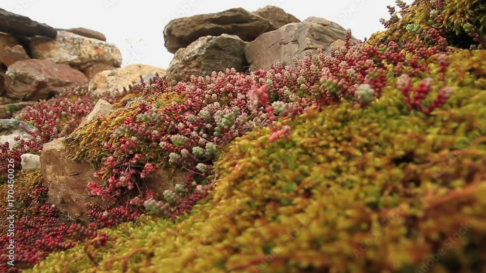 Una de las especies de la planta Sedum en primavera. Naciendo en rocas de una tapia