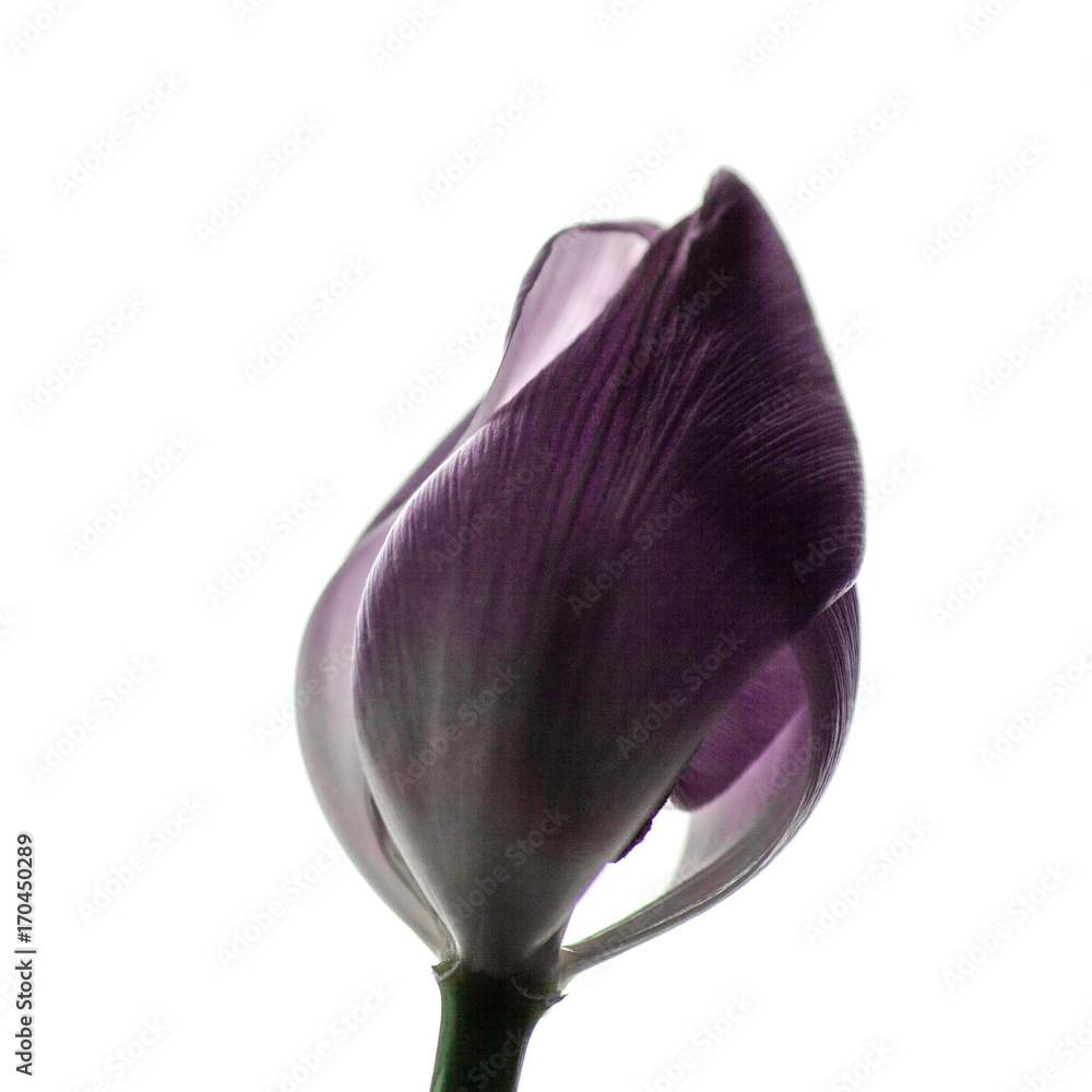 tender lilac purple tulip flower on white background. isolated flower, closeup, studio shot tender lilac purple tulip flower on white background. isolated flower, closeup, studio shot