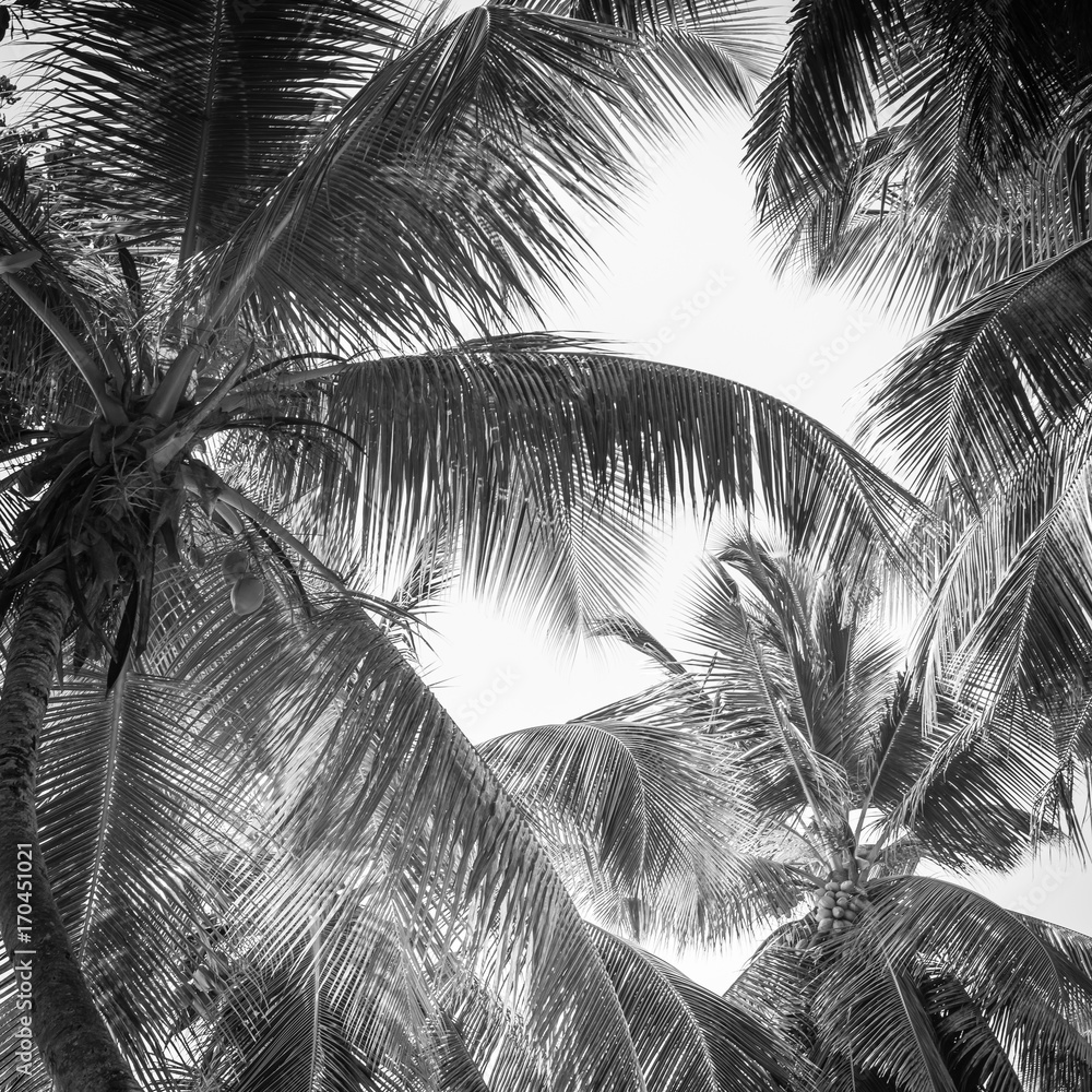 Fototapeta premium High palms on a tropical beach