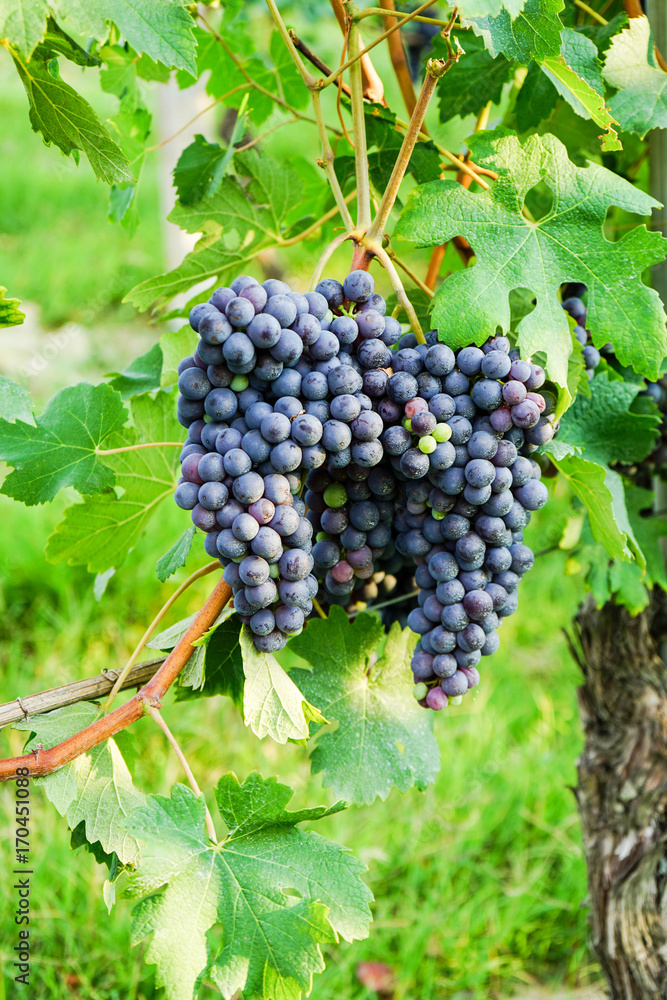 Vineyards waiting for harvest