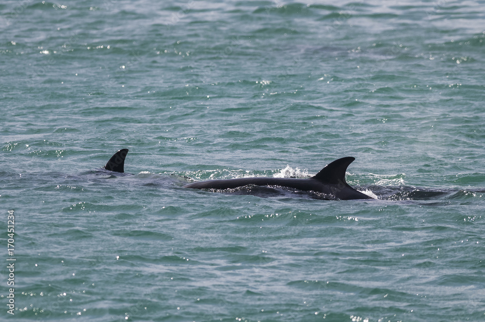 Fototapeta premium Orca Patagonia , Argentina