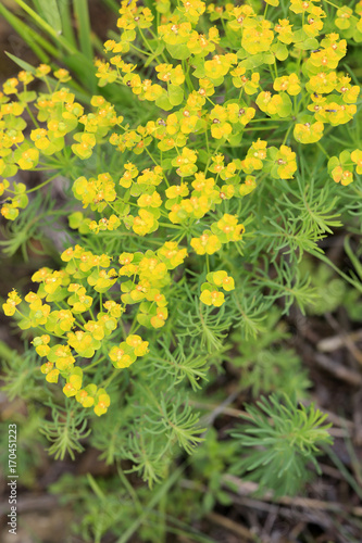 Zypressen-Wolfsmilch (Euphorbia cyparissias)