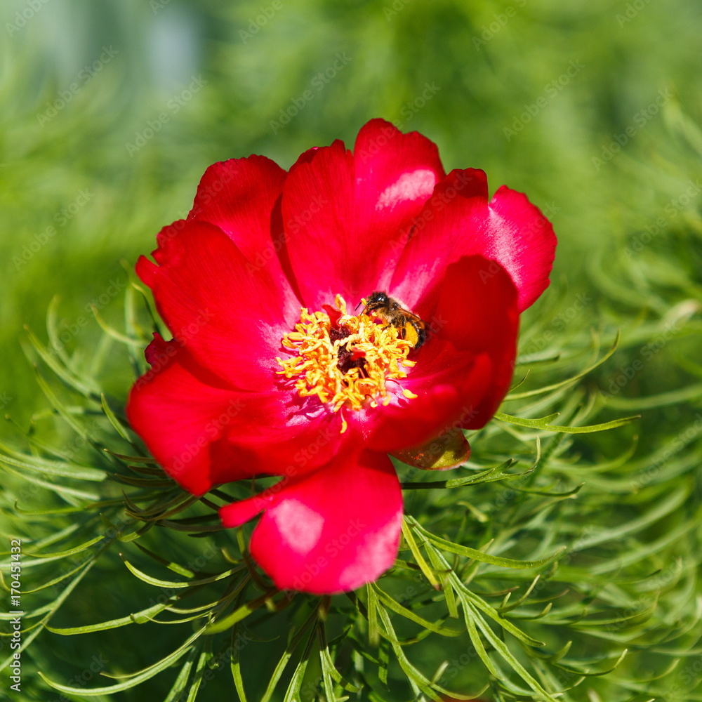 Honey bee blooming flower, floral background Honey bee blooming flower, floral background