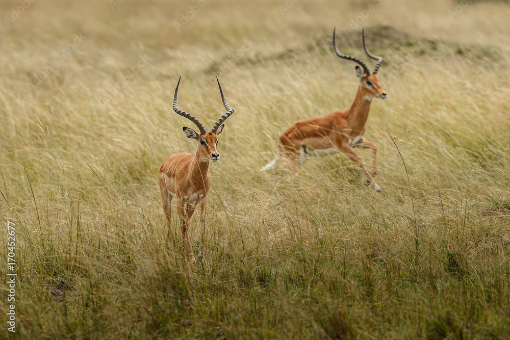 Naklejka premium Antelope (Aepyceros melampus)