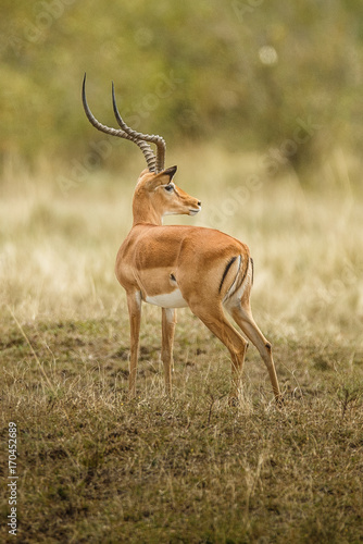 Antelope (Aepyceros melampus)