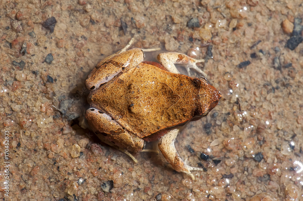 Rãzinha Linhares (Physalaemus aguirrei) | Linhares Dwarf Frog photographed in Linhares, Espírito Santo - Southeast of Brazil. Atlantic Forest Biome.