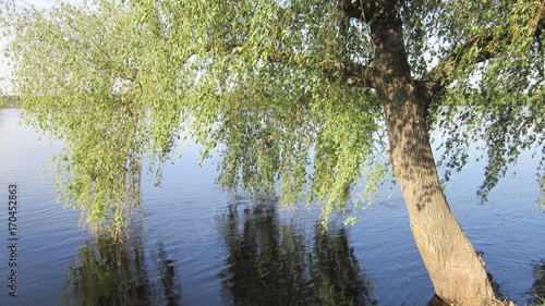  tree above the river