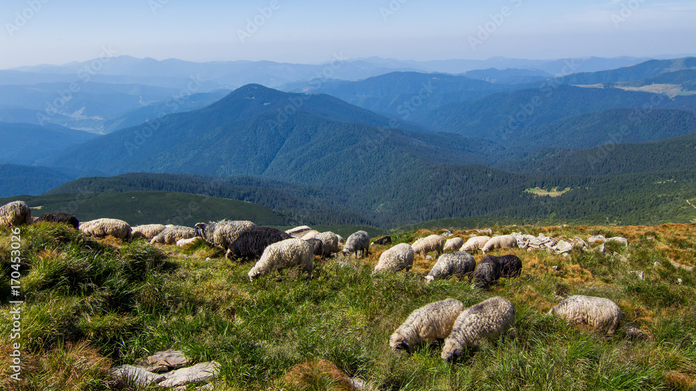 High in the mountains shepherds graze cattle on the background of the Carpathians landscape. 