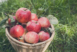 Basket with apples harvest on grass in garden, top view