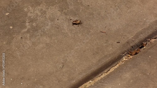 Ant Colony Carrying Crumbs Time Lapse
