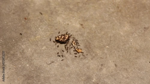 Ant Colony Time Lapse Marching with Bread