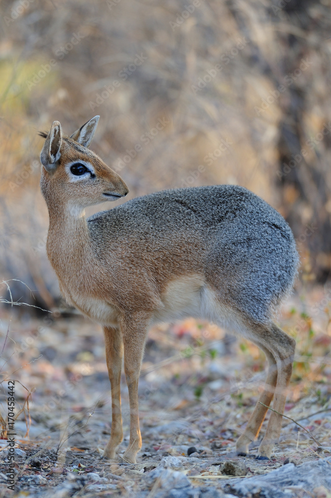 Fototapeta premium Damara Dikdik steht im Dickicht, Etosha Nationalpark, Namibia