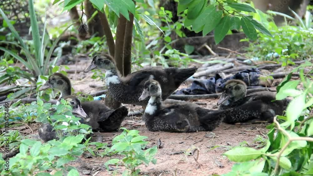 Young Muscovy duck lie on the ground and rise walk away. Young Muscovy duck lie on the ground and rise walk away.